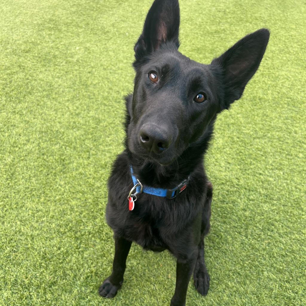 Duke A2124615
