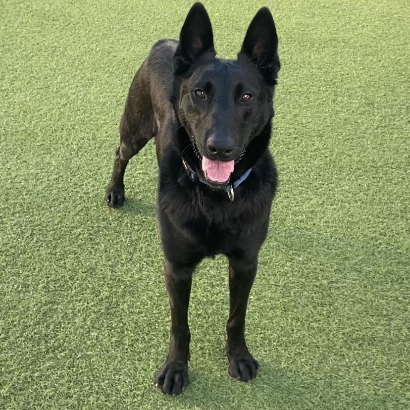 Duke A2124615
