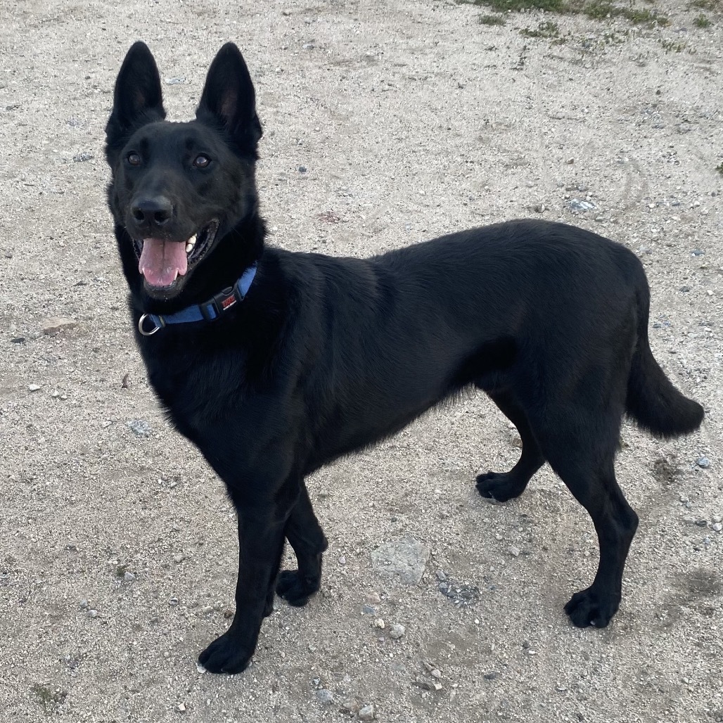 Duke A2124615