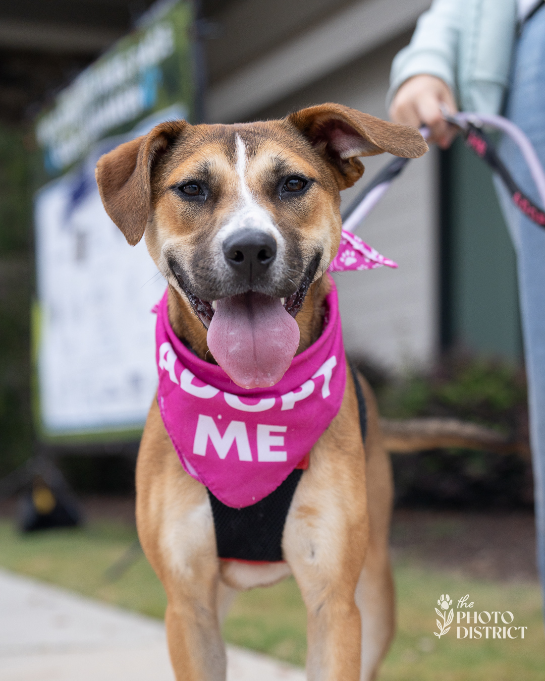 Monkey, an adoptable Pit Bull Terrier in Winnabow, NC, 28479 | Photo Image 1