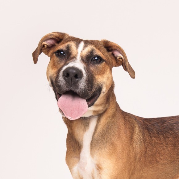 Monkey, an adoptable Pit Bull Terrier in Winnabow, NC, 28479 | Photo Image 2