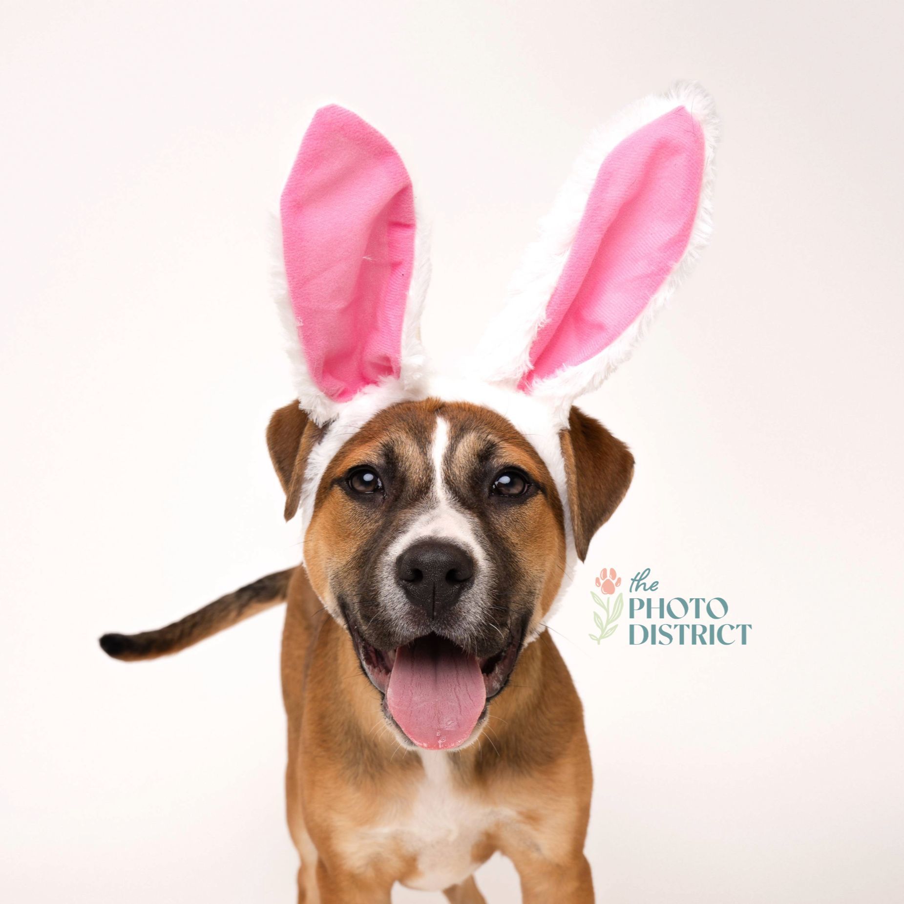 Monkey, an adoptable Pit Bull Terrier in Winnabow, NC, 28479 | Photo Image 3