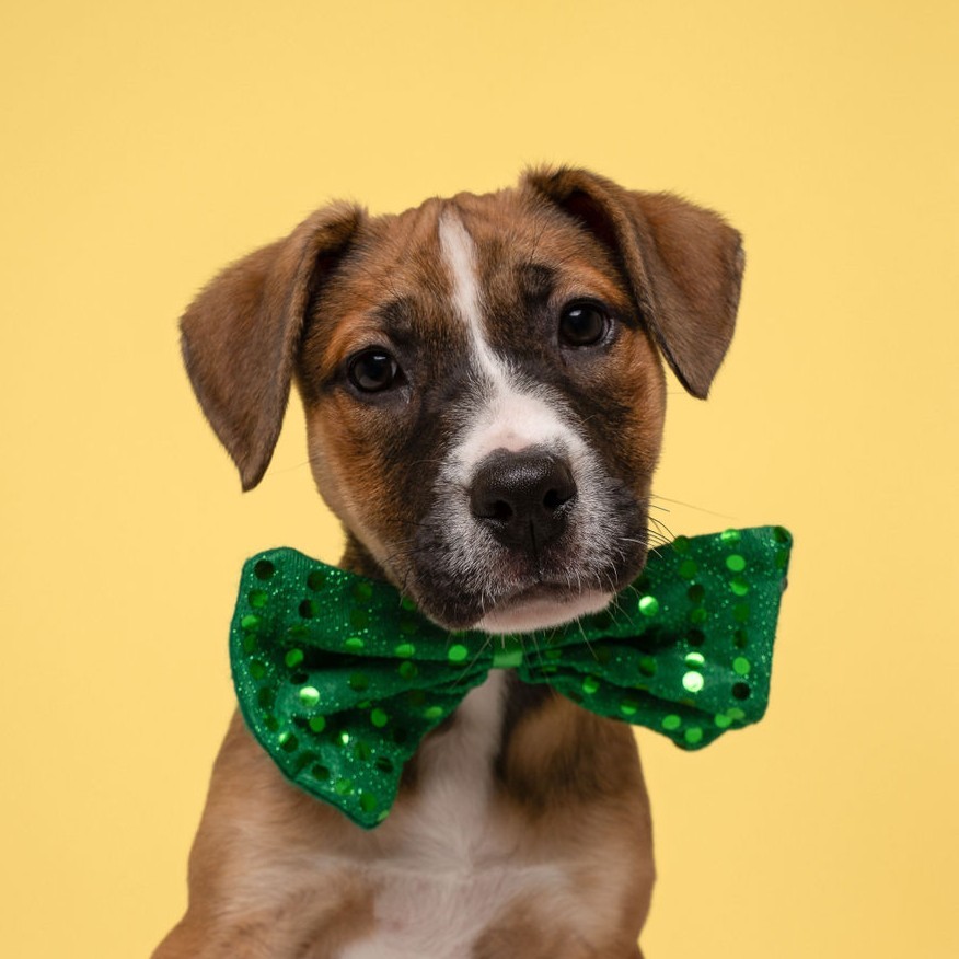 Monkey, an adoptable Pit Bull Terrier in Winnabow, NC, 28479 | Photo Image 4