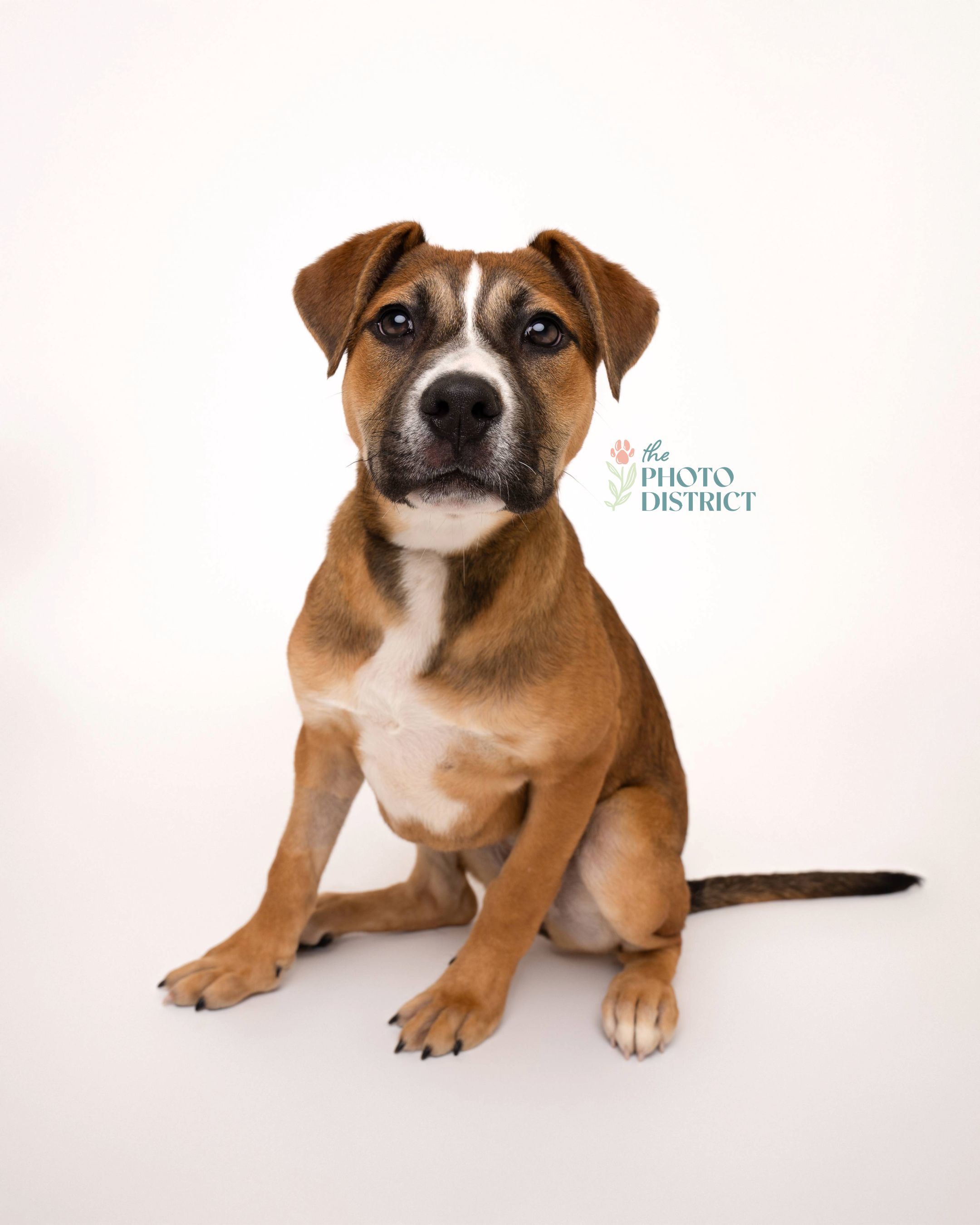 Monkey, an adoptable Pit Bull Terrier in Winnabow, NC, 28479 | Photo Image 5
