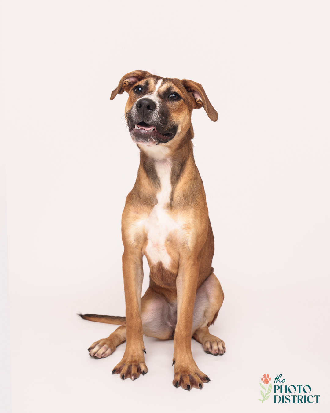 Monkey, an adoptable Pit Bull Terrier in Winnabow, NC, 28479 | Photo Image 6