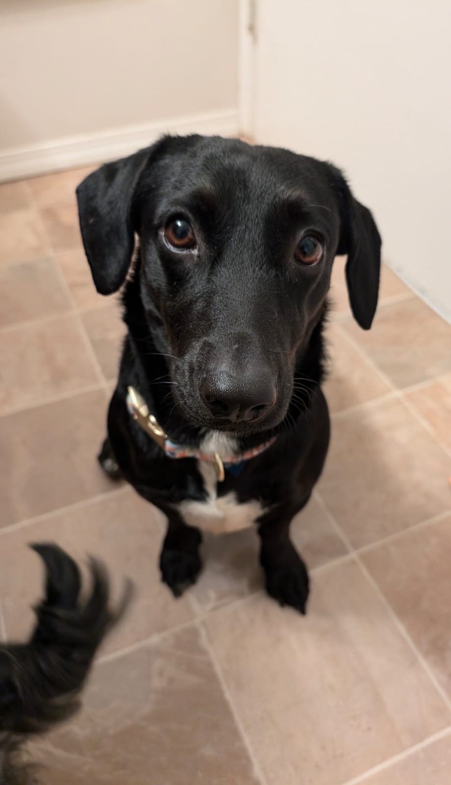 Polly - Bonded to Patty, an adoptable Dachshund in Calgary, AB, T3H 2S8 | Photo Image 1