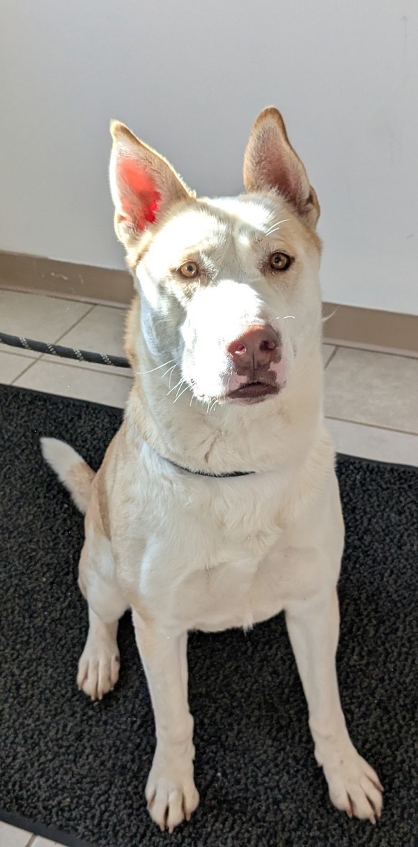 Daphne