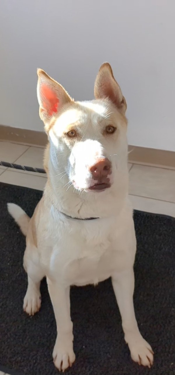 Daphne