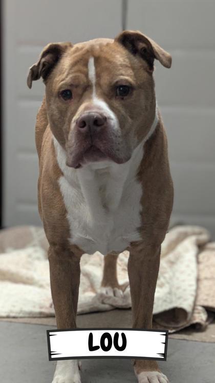 Lou