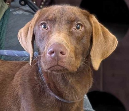 Faleena, an adoptable Weimaraner, Pointer in La Harpe, KS, 66751 | Photo Image 1