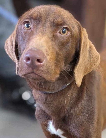 Faleena, an adoptable Weimaraner, Pointer in La Harpe, KS, 66751 | Photo Image 2