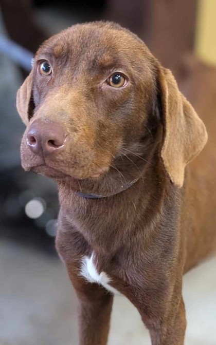 Faleena, an adoptable Weimaraner, Pointer in La Harpe, KS, 66751 | Photo Image 3
