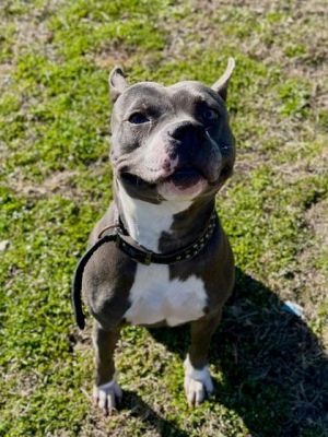 Angela, Adult Female Pit Bull Terrier
