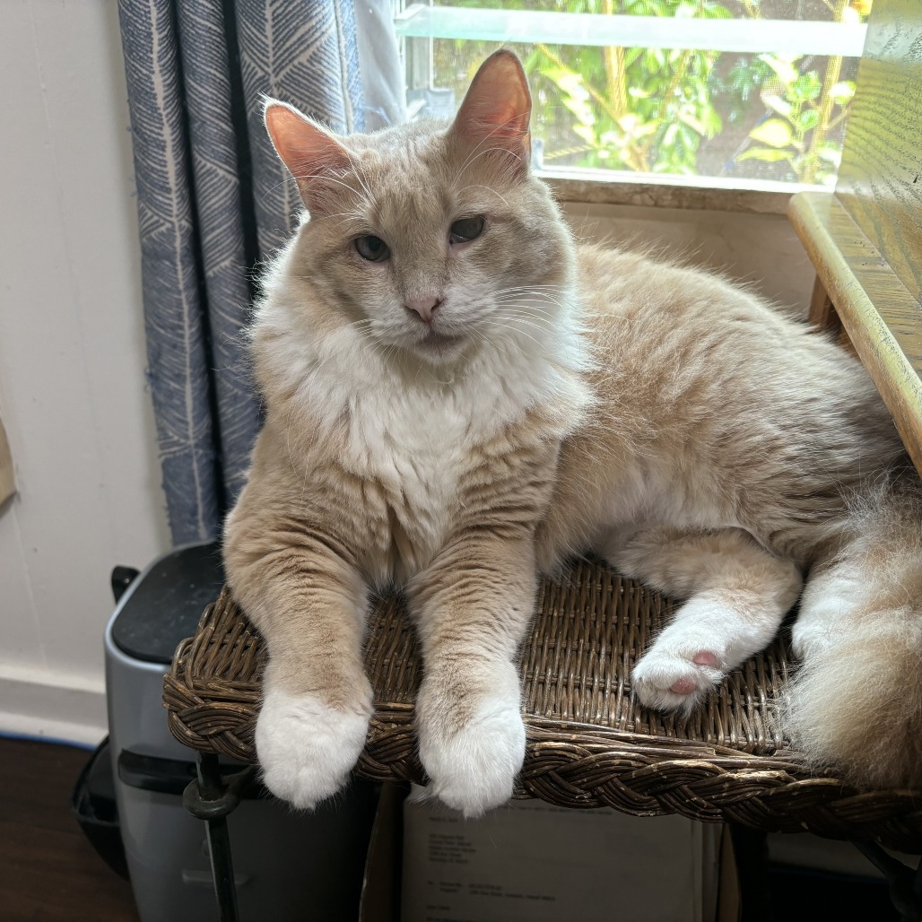 Aslan, an adoptable Domestic Long Hair in Wahiawa, HI, 96786 | Photo Image 1
