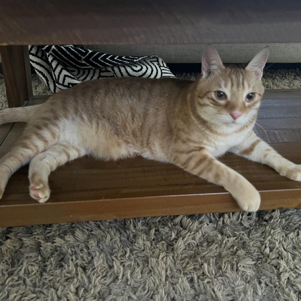 Maka, an adoptable Domestic Short Hair in Wahiawa, HI, 96786 | Photo Image 1