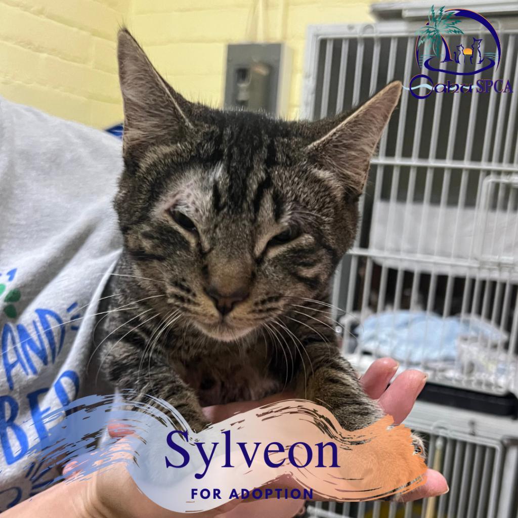 Sylveon, an adoptable Domestic Short Hair in Wahiawa, HI, 96786 | Photo Image 1