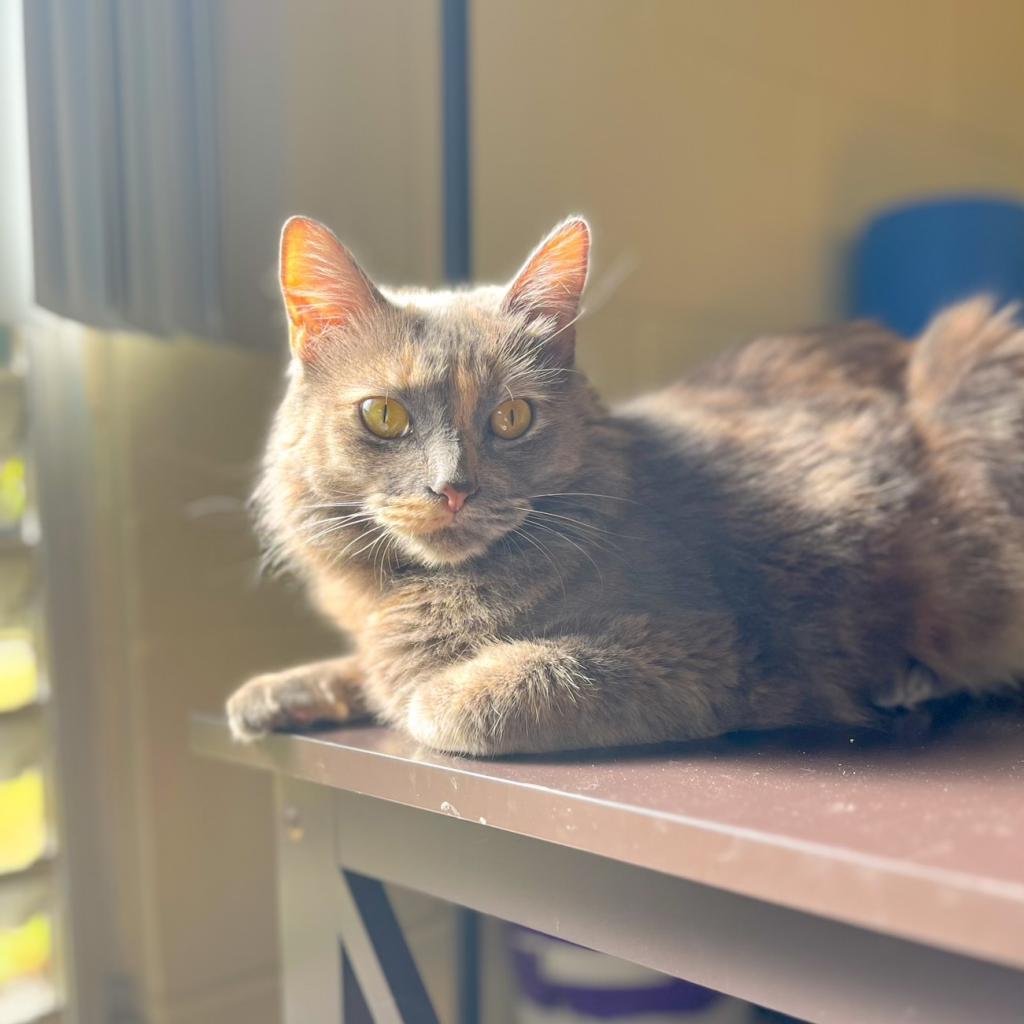 Sable, an adoptable Domestic Short Hair in Wahiawa, HI, 96786 | Photo Image 1