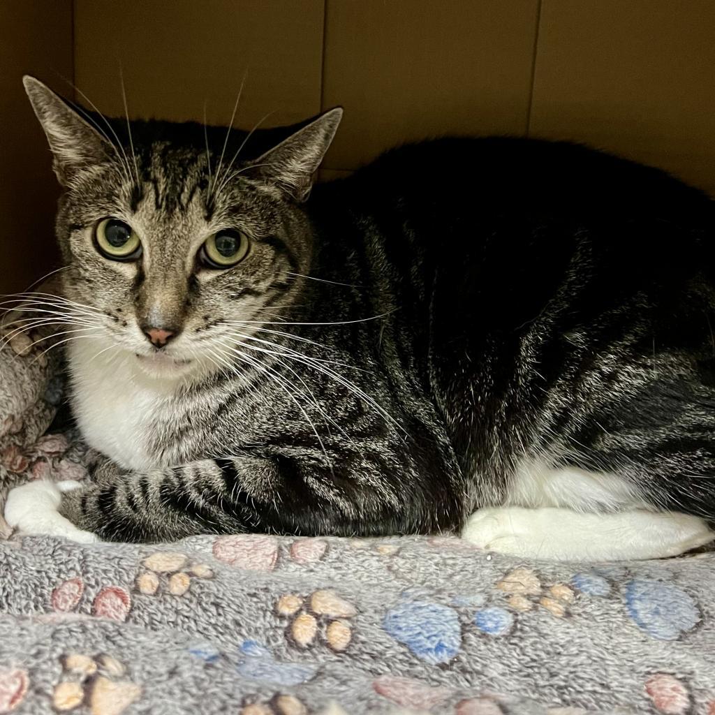 Kitty Black, an adoptable Domestic Short Hair in Wahiawa, HI, 96786 | Photo Image 1