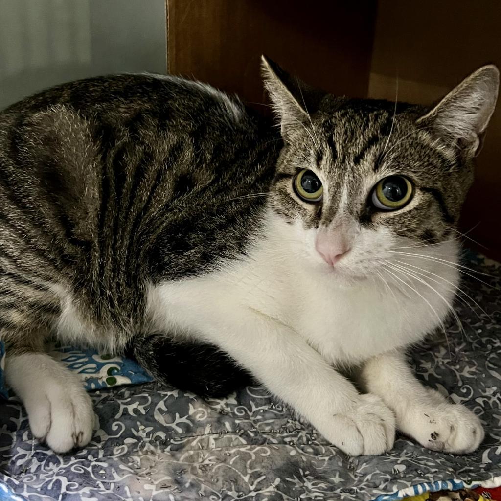 Khalid/Pakele, an adoptable Domestic Short Hair in Wahiawa, HI, 96786 | Photo Image 1