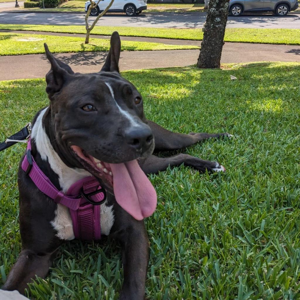 Raiderette, an adoptable Mixed Breed in Wahiawa, HI, 96786 | Photo Image 1