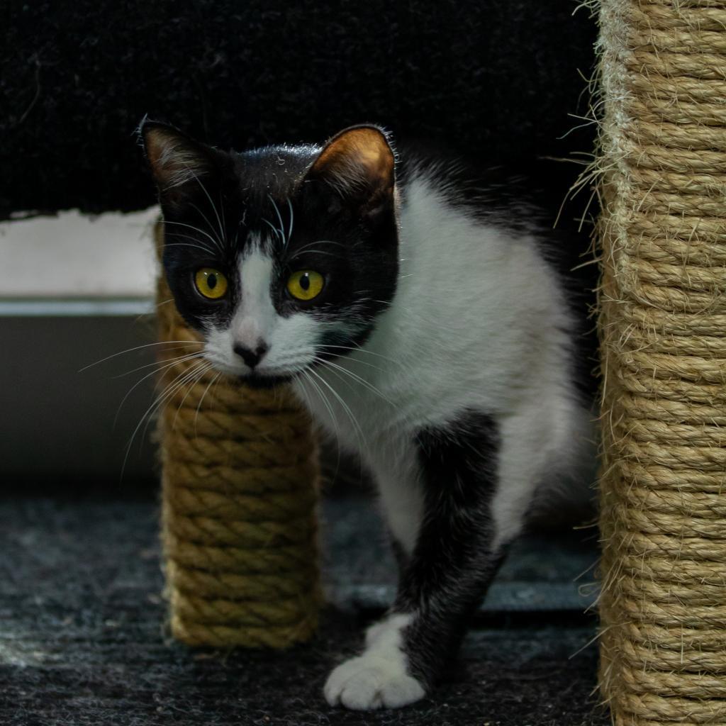 Belly, an adoptable Domestic Short Hair in Wahiawa, HI, 96786 | Photo Image 1
