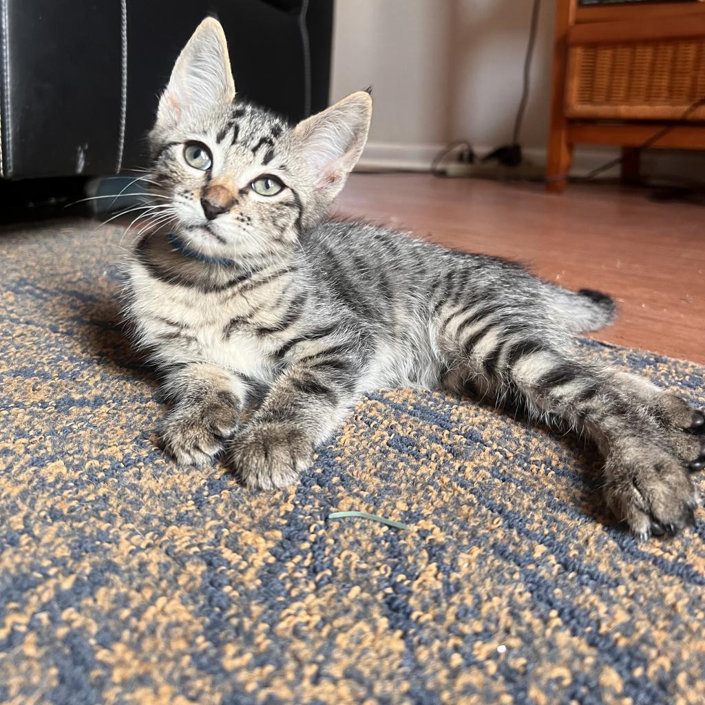 Wobble, an adoptable Domestic Short Hair in Wahiawa, HI, 96786 | Photo Image 1