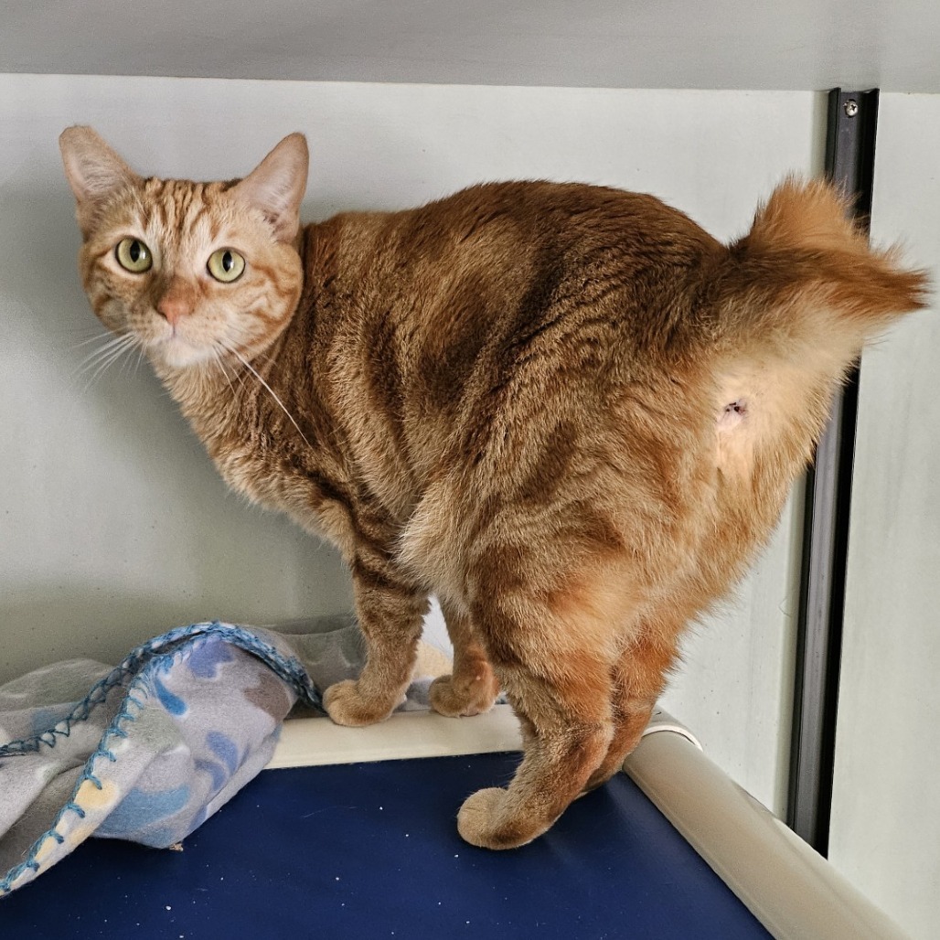 Blood Orange, an adoptable Domestic Short Hair in Wahiawa, HI, 96786 | Photo Image 2