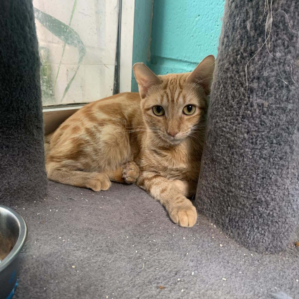 Blood Orange, an adoptable Domestic Short Hair in Wahiawa, HI, 96786 | Photo Image 4