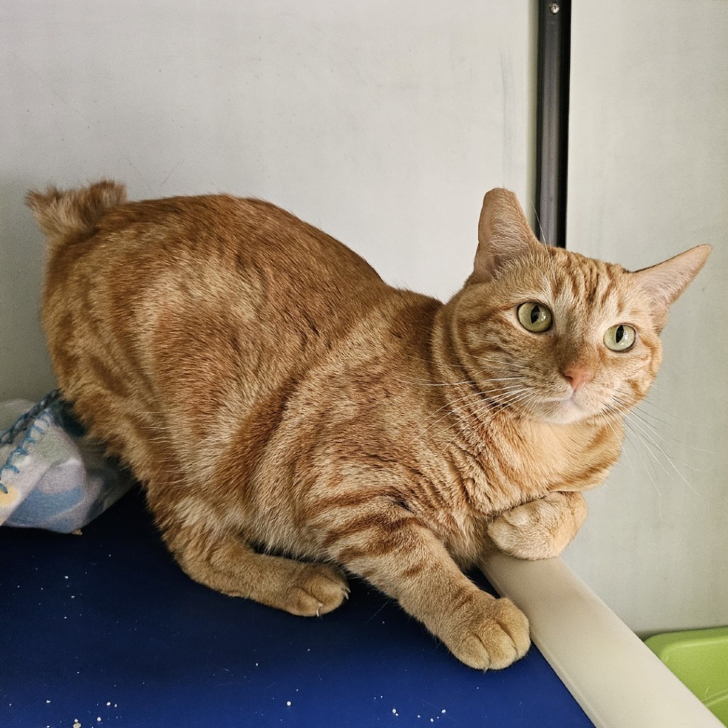 Blood Orange, an adoptable Domestic Short Hair in Wahiawa, HI, 96786 | Photo Image 5