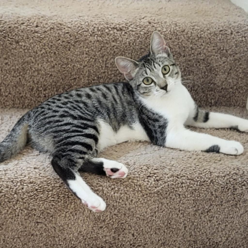 Jam, an adoptable Domestic Short Hair in Wahiawa, HI, 96786 | Photo Image 1