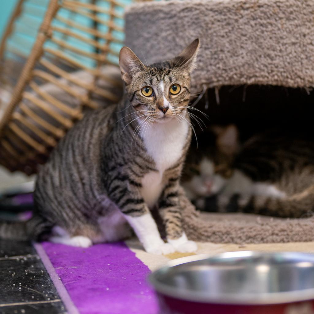 Peep, an adoptable Domestic Short Hair in Wahiawa, HI, 96786 | Photo Image 1