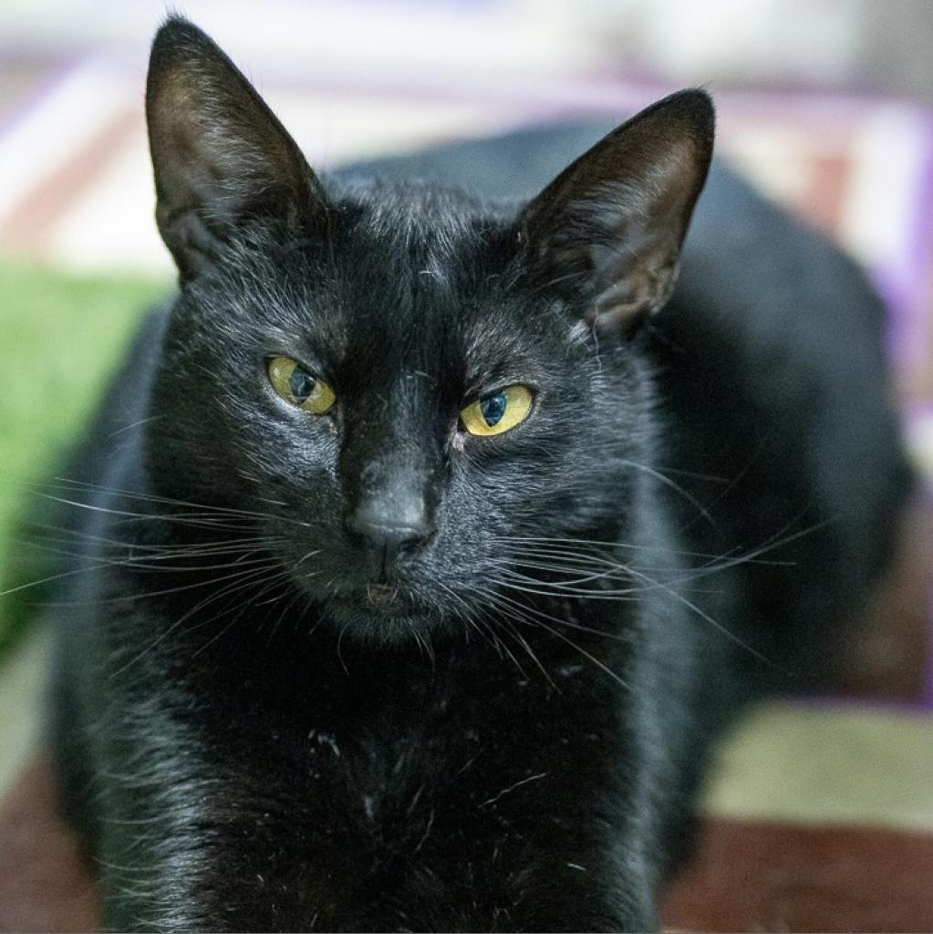 LB (Lightning Bolt), an adoptable Domestic Short Hair in Wahiawa, HI, 96786 | Photo Image 1