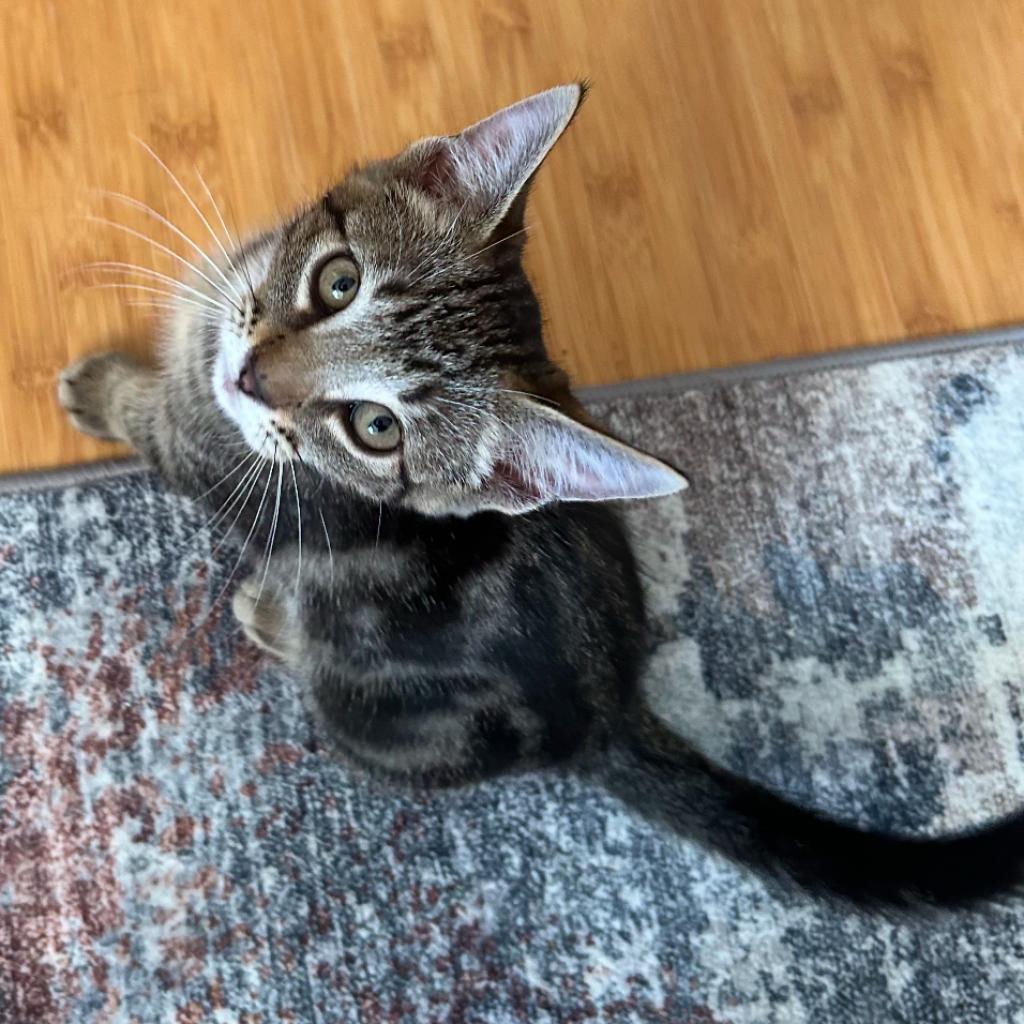 Emmerich, an adoptable Domestic Short Hair in Wahiawa, HI, 96786 | Photo Image 3