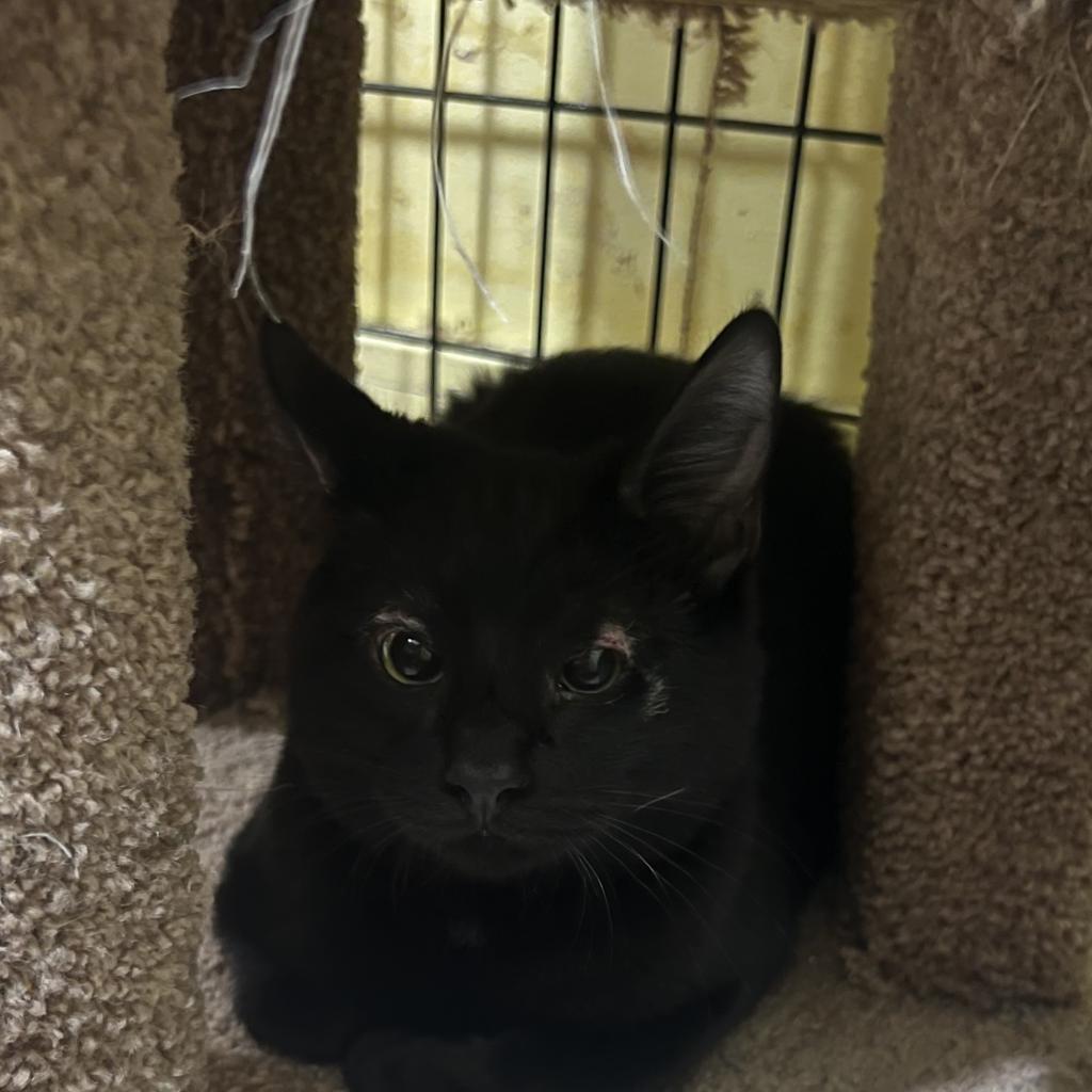 Umbreon, an adoptable Domestic Short Hair in Wahiawa, HI, 96786 | Photo Image 1