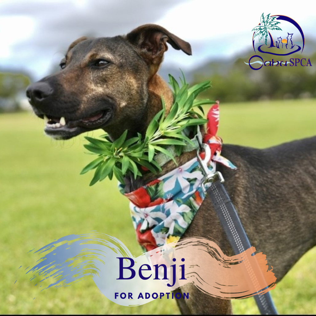 Benji, an adoptable Greyhound in Wahiawa, HI, 96786 | Photo Image 1