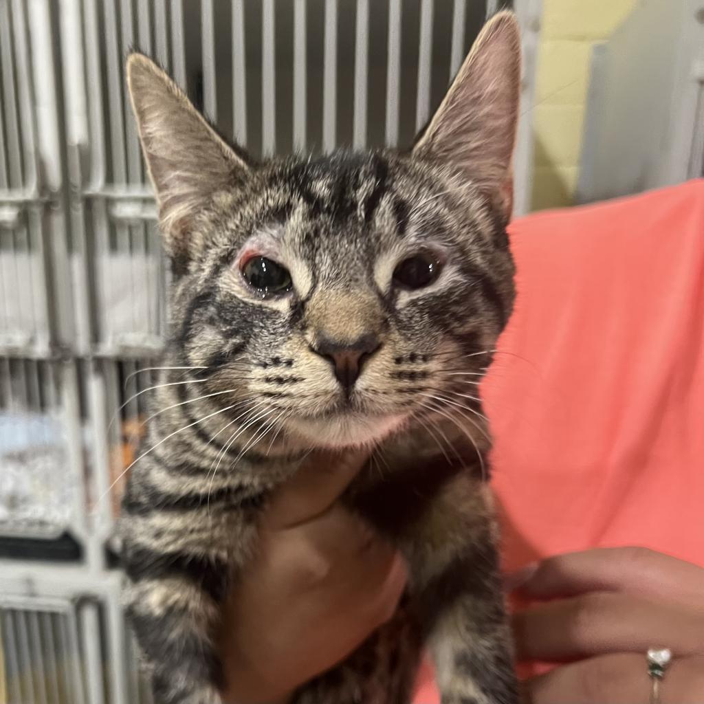 Jolteon, an adoptable Domestic Short Hair in Wahiawa, HI, 96786 | Photo Image 1