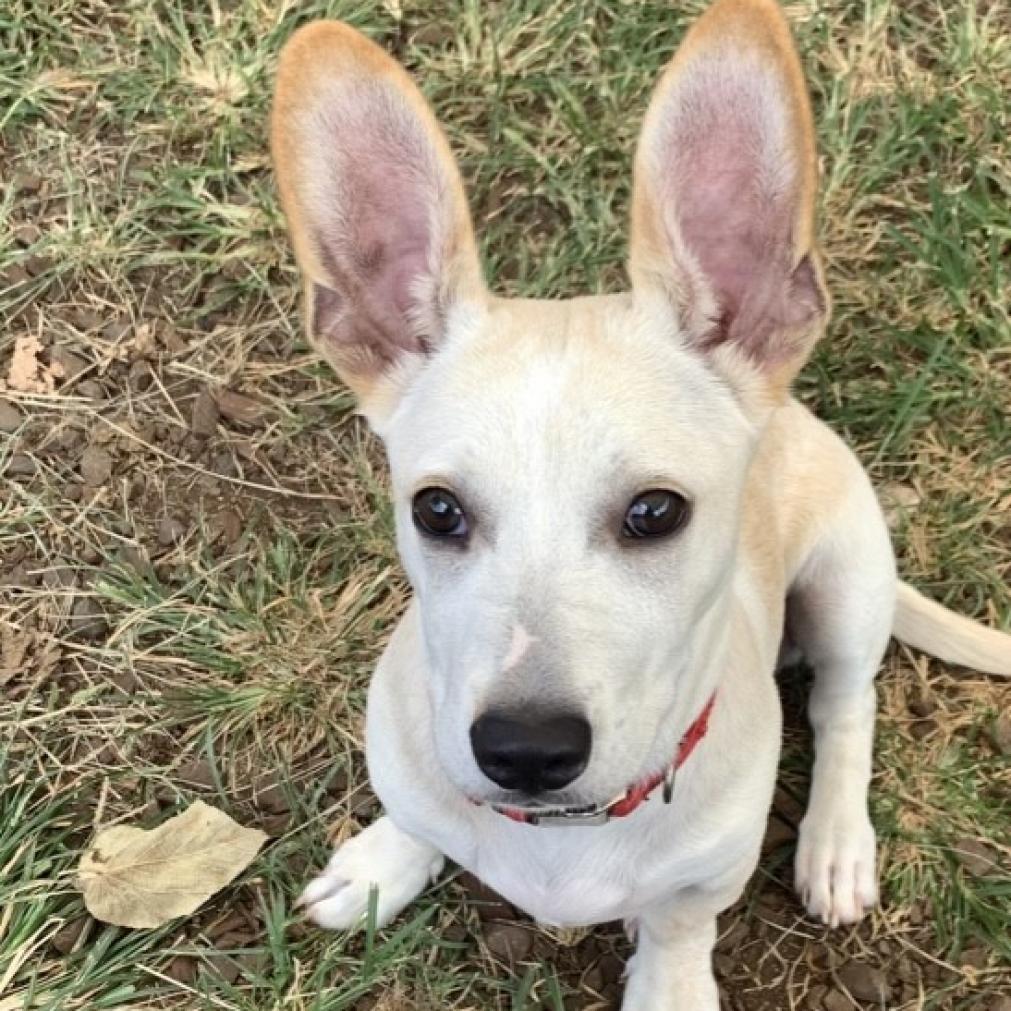 Mr. Darcy, an adoptable Corgi in Wahiawa, HI, 96786 | Photo Image 1