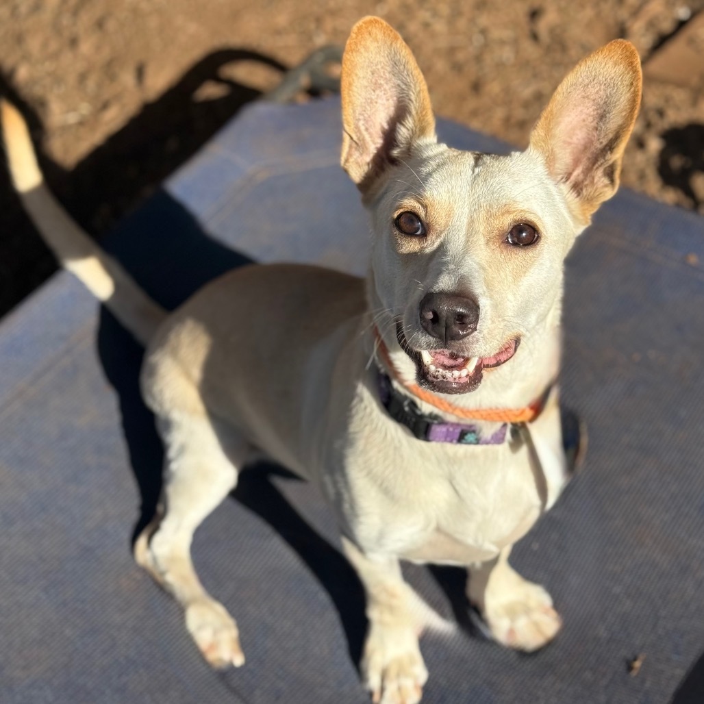 Mr. Darcy, an adoptable Corgi in Wahiawa, HI, 96786 | Photo Image 1