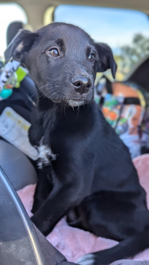 Nikky, an adoptable Labrador Retriever, German Shorthaired Pointer in Castle Dale, UT, 84513 | Photo Image 2