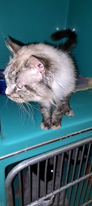 Blue, Adult Male Domestic Medium Hair