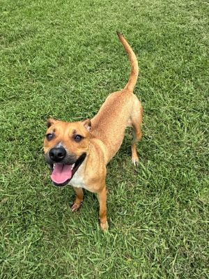 Poppy, Young Female Terrier