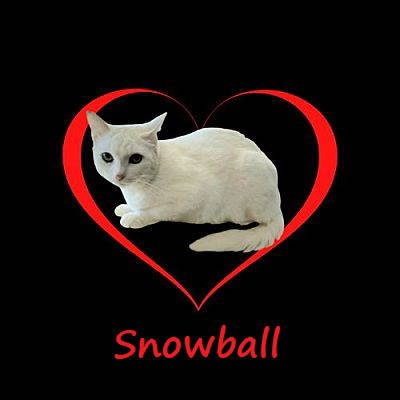 Snowball #sweet-introvert