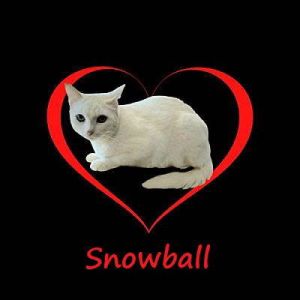 SHY BEAUTY DOB 6123 Meet Snowball the gentle introvert with a heart as pure as freshly fallen sno