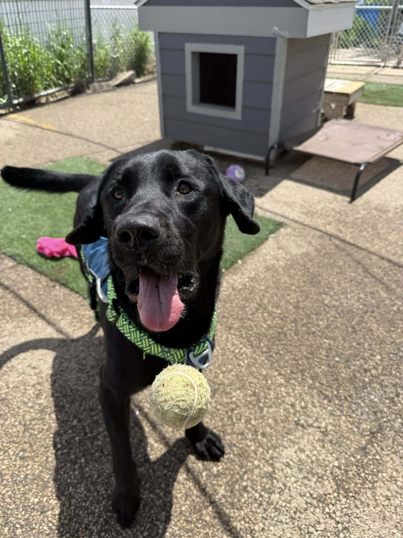 Max, an adoptable Labrador Retriever in Cedar Rapids, IA, 52405 | Photo Image 1