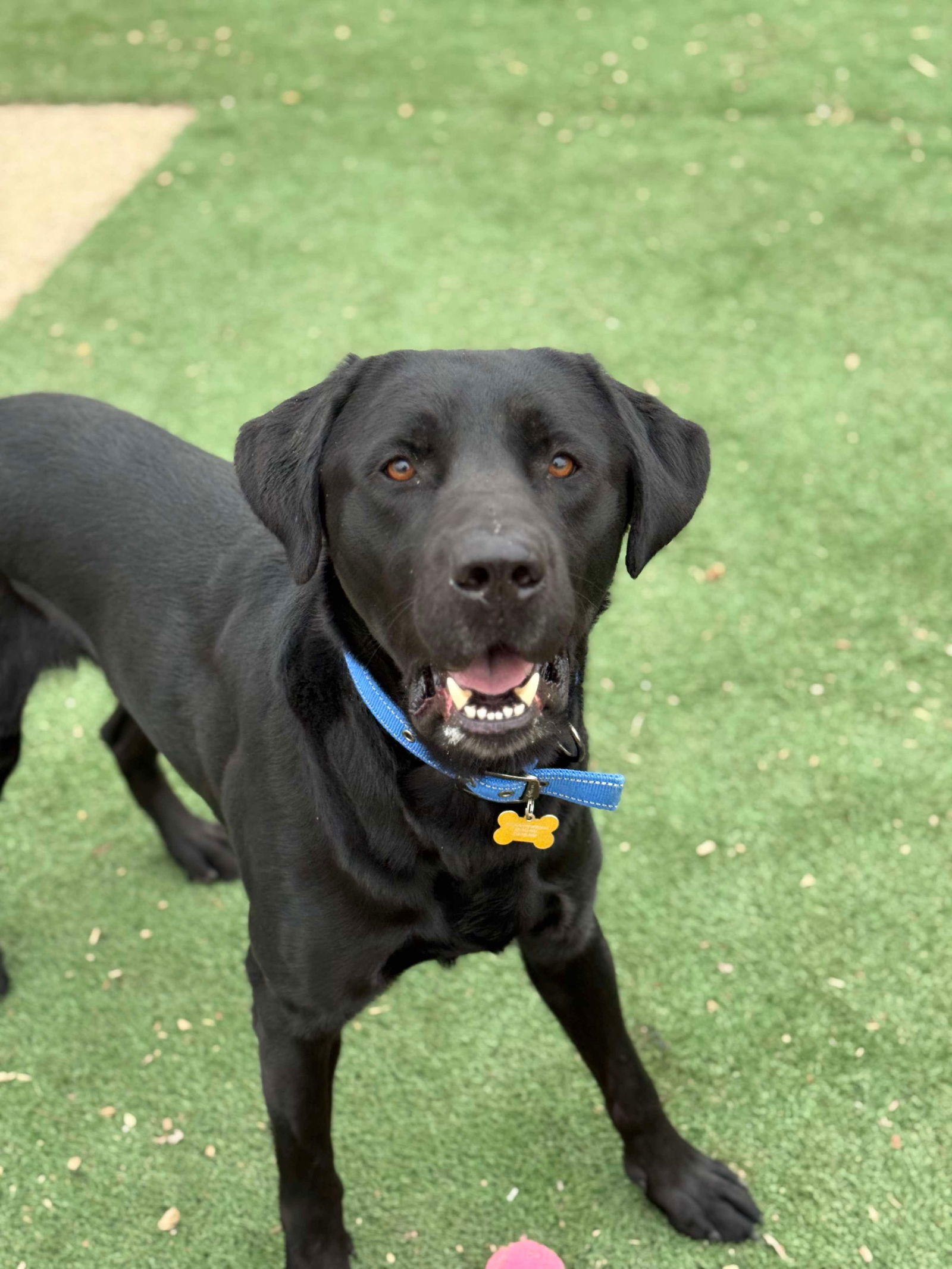 Max, an adoptable Labrador Retriever in Cedar Rapids, IA, 52405 | Photo Image 3