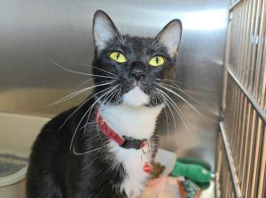 Bubble Bath, Adult Female Domestic Short Hair