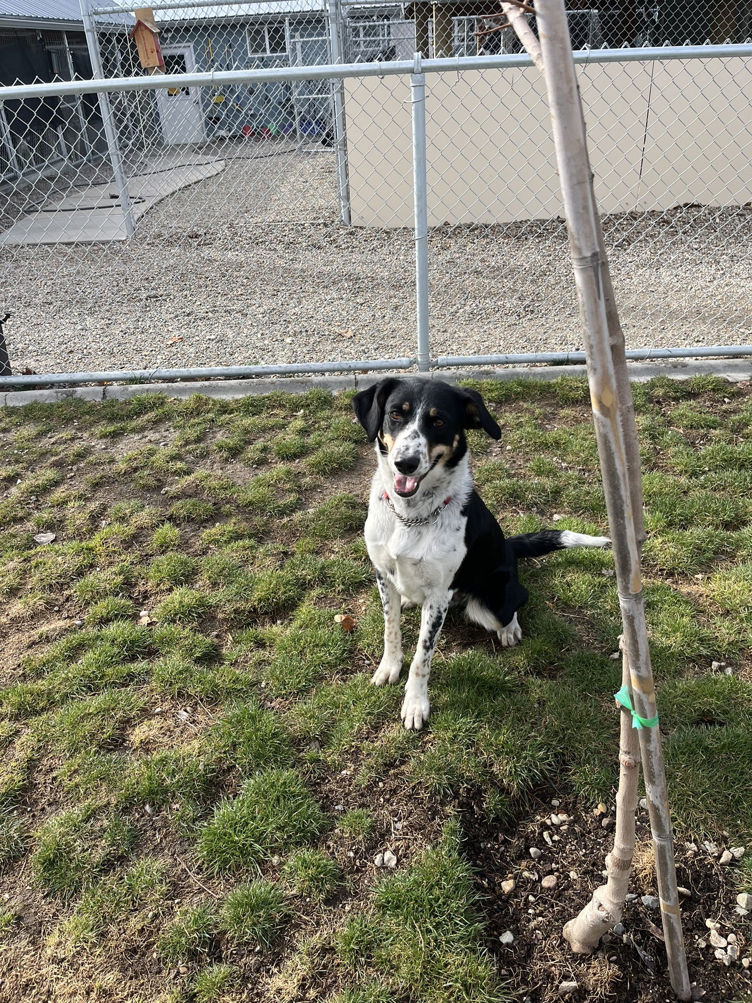Suki, an adoptable Cattle Dog, Border Collie in Emmett, ID, 83617 | Photo Image 1