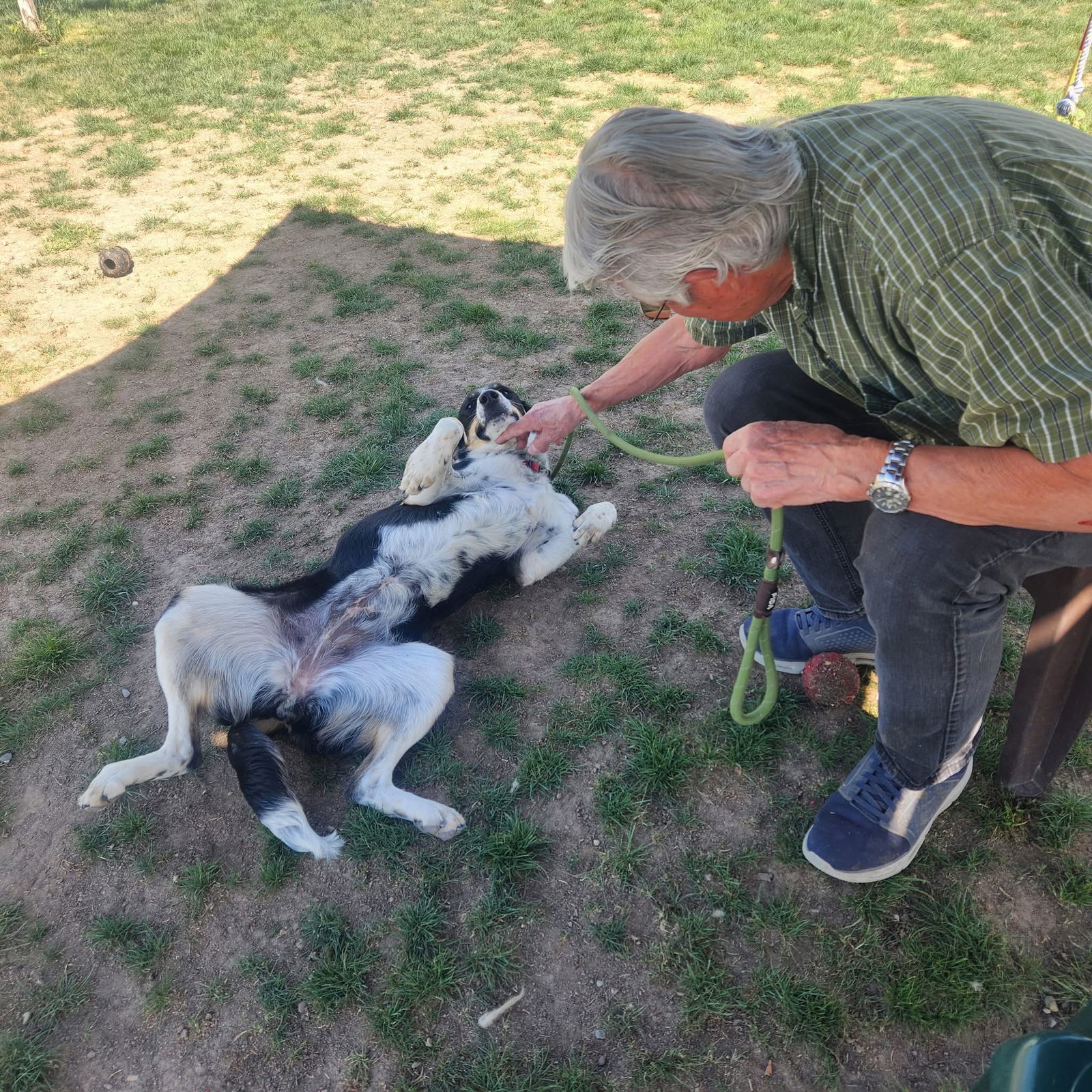 Suki, an adoptable Cattle Dog, Border Collie in Emmett, ID, 83617 | Photo Image 2