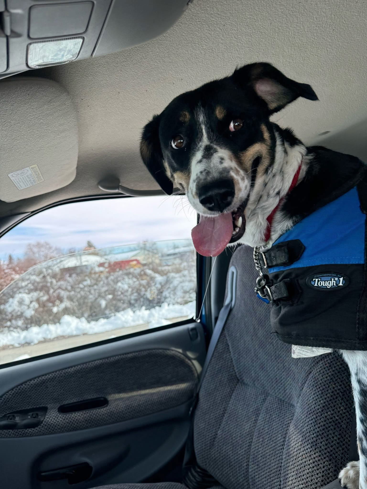 Suki, an adoptable Cattle Dog, Border Collie in Emmett, ID, 83617 | Photo Image 3