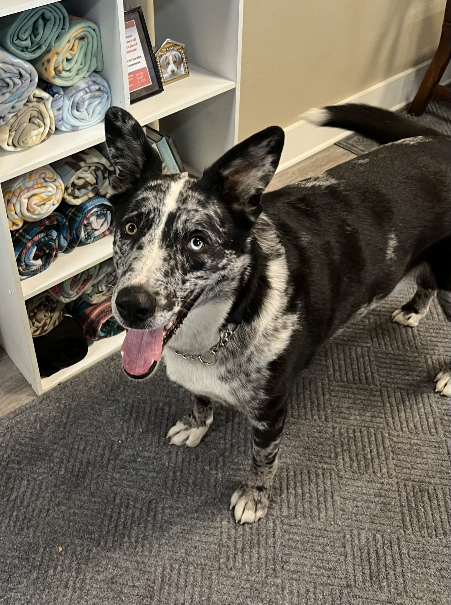 Astro, an adoptable Australian Cattle Dog / Blue Heeler in Emmett, ID, 83617 | Photo Image 1
